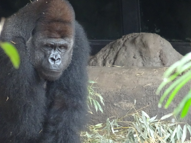 上野動物園のゴリラは実は ハネムーンのことならベルツアー